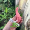 Lưỡi rung tình yêu mini nhỏ gọn đa dạng tần số TR042 3